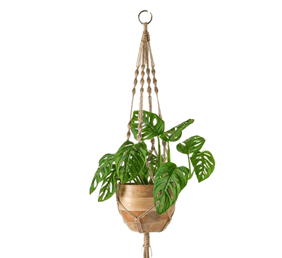 Indoor Hanging Plants