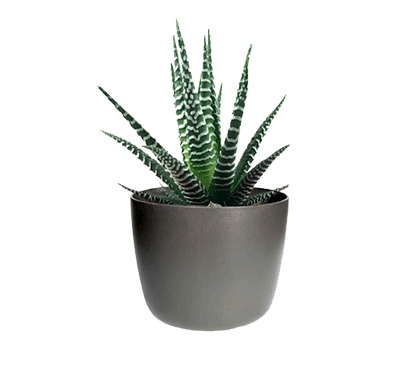Indoor Cactus and Succulents
